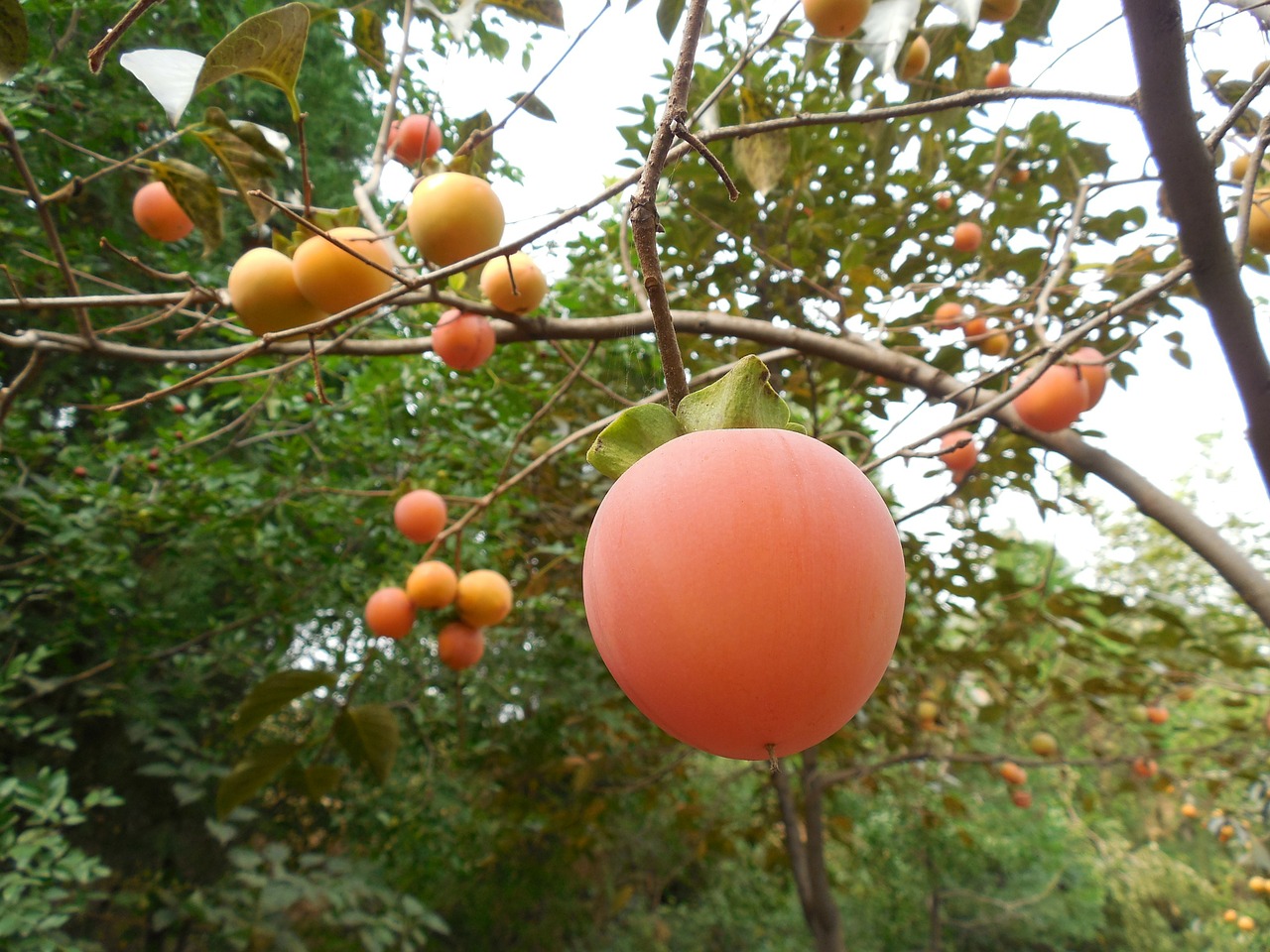 persimmon-fruit