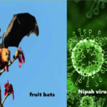 Virus nipah