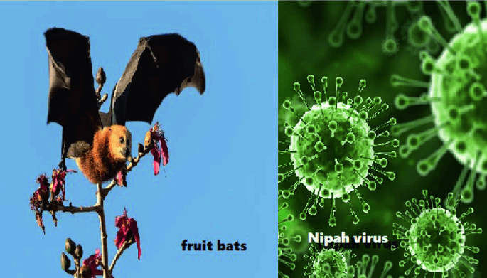 Virus nipah